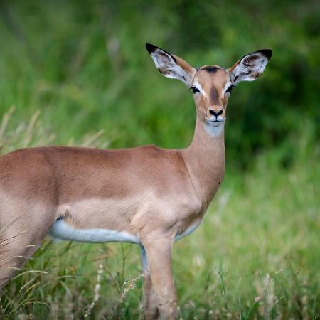 Bosveld Villa Marloth Park Eksteriør bilde