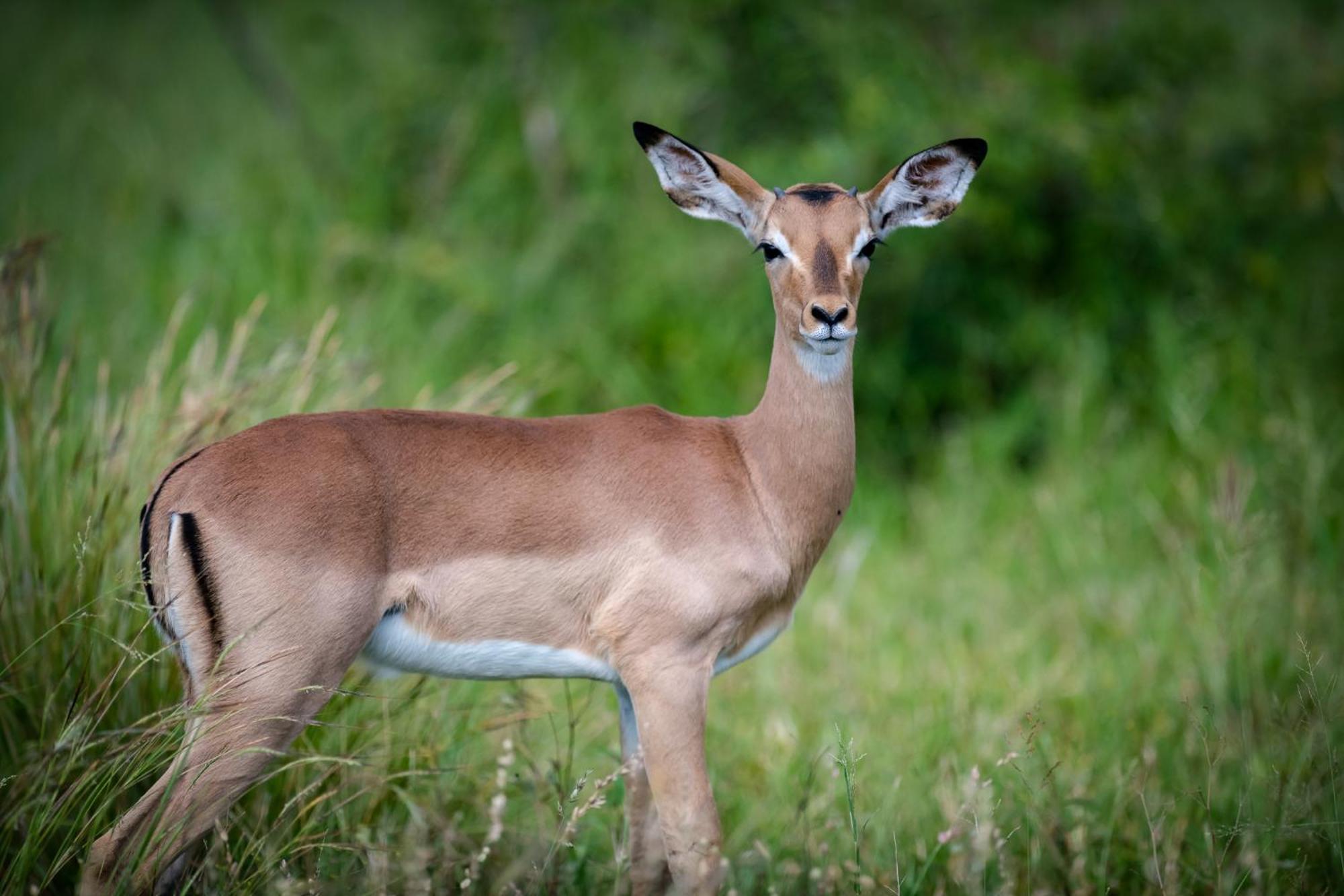Bosveld Villa Marloth Park Eksteriør bilde