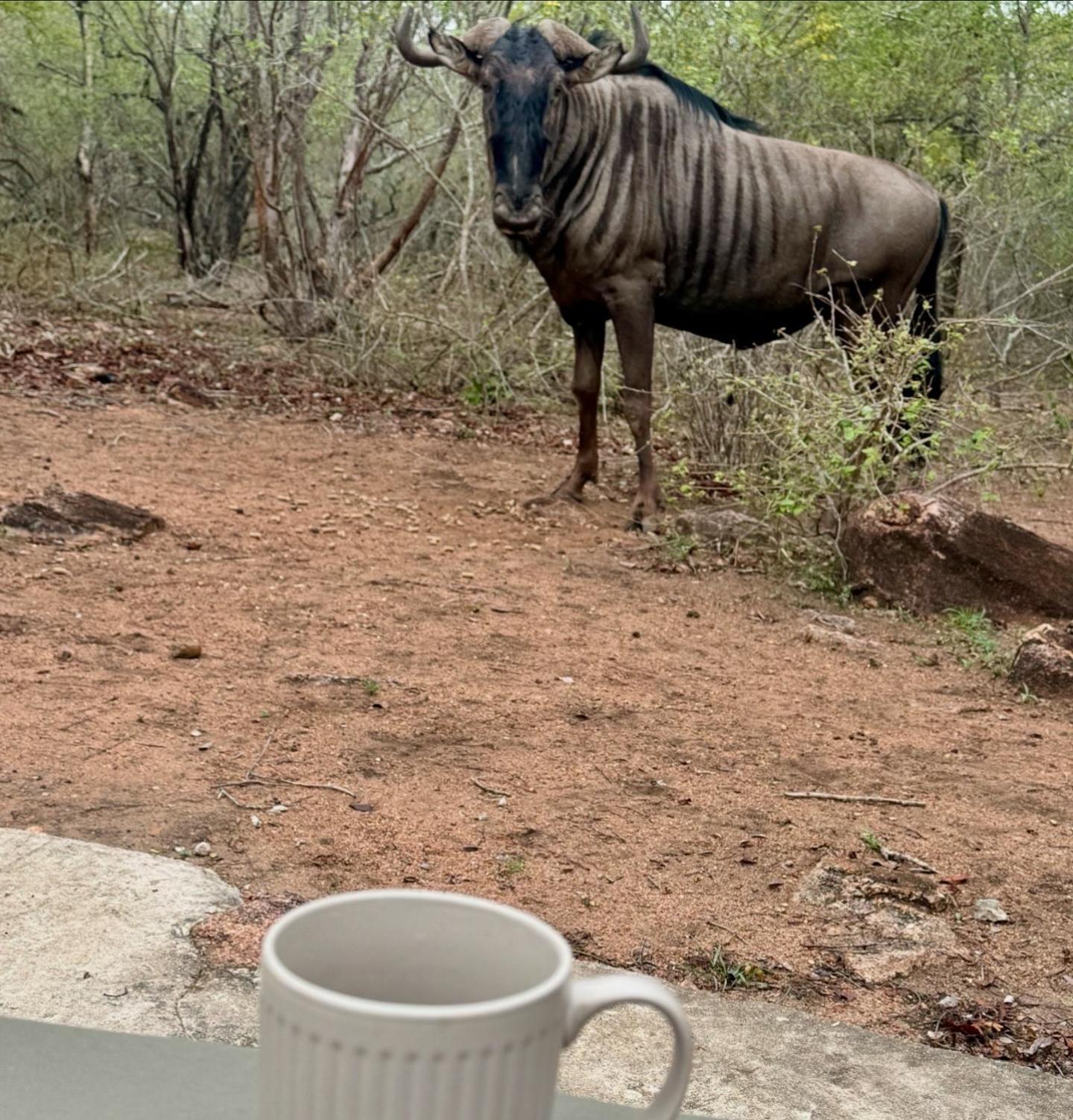Bosveld Villa Marloth Park Eksteriør bilde