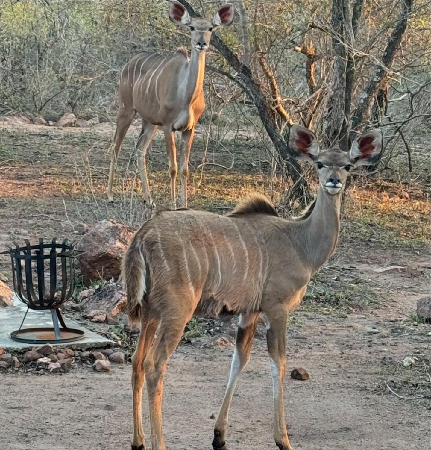 Bosveld Villa Marloth Park Eksteriør bilde