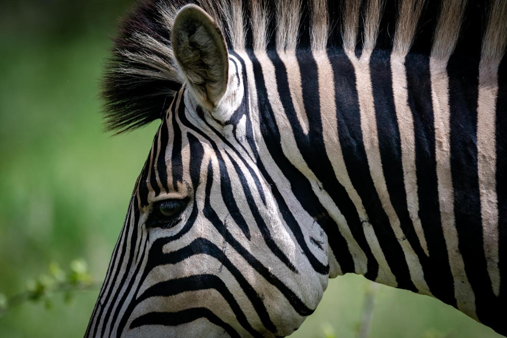 Bosveld Villa Marloth Park Eksteriør bilde