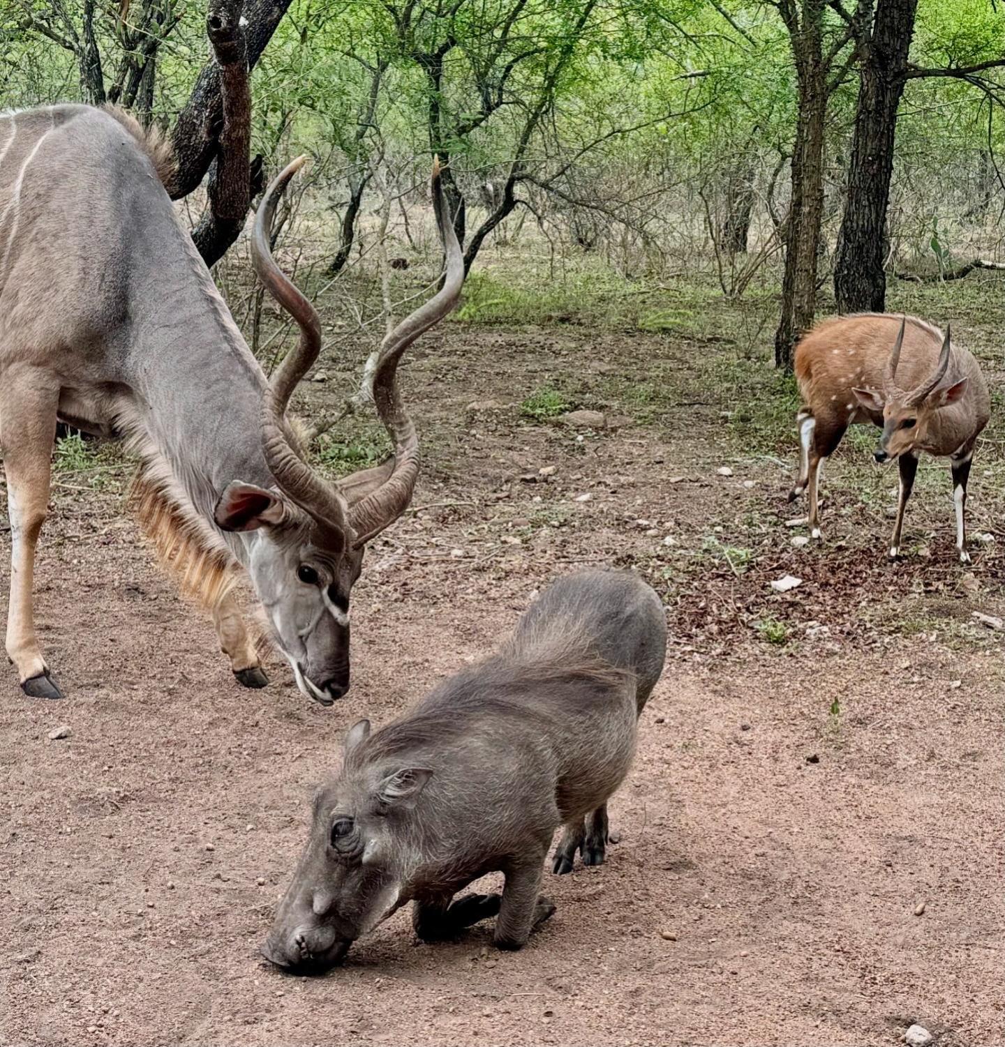 Bosveld Villa Marloth Park Eksteriør bilde