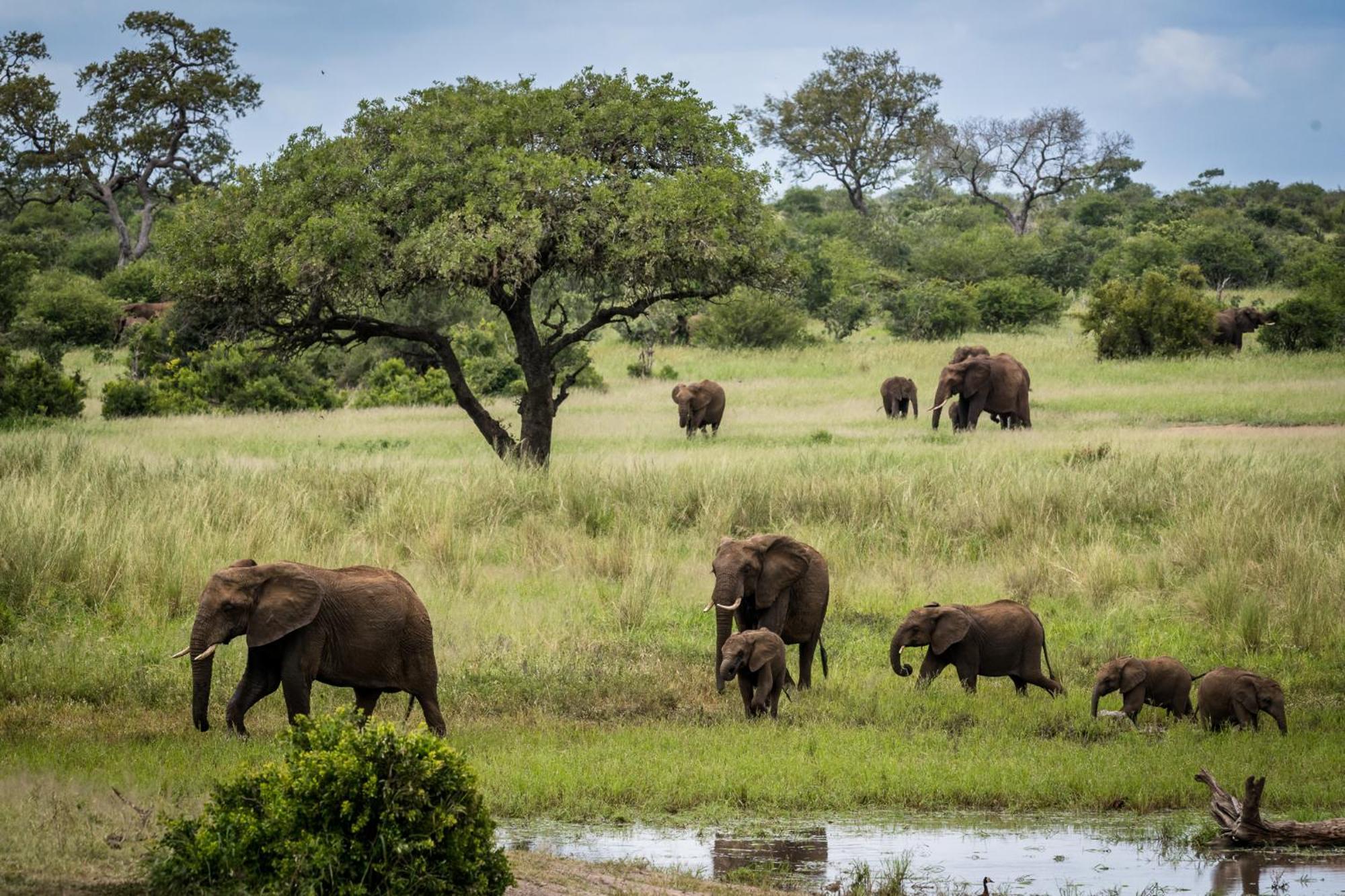 Bosveld Villa Marloth Park Eksteriør bilde