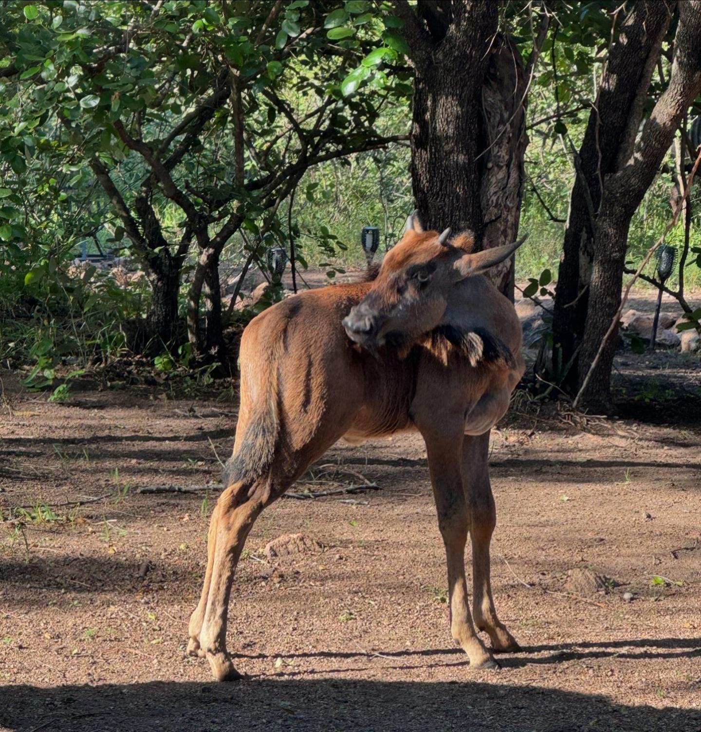 Bosveld Villa Marloth Park Eksteriør bilde